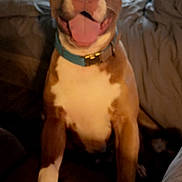 Willow joined the competition — help win amazing prizes! dog, indoor, brown_and_white, collar, happy, tongue_out, couch, blanket, pillow, pet, animal, canine, smiling, furniture, home, cozy, living_room, front_legs, nails, window