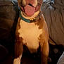 Willow joined the competition — help win amazing prizes! animal, blanket, brown_and_white, canine, collar, couch, cozy, dog, front_legs, furniture, happy, home, indoor, living_room, nails, pet, pillow, smiling, tongue_out, window
