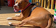 Willow is registered to the contest to win money with this photo: animal, brown_dog, canine, collar, cooler, daytime, dog, domestic, fence, happy, leisure, outdoor, panting, pet, relaxed, resting, summer, sunlight, wood, wooden_deck