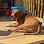 Willow is registered to the contest to win money with this photo: dog, brown_dog, collar, wooden_deck, sunlight, outdoor, pet, animal, panting, resting, cooler, fence, wood, leisure, summer, domestic, canine, happy, daytime, relaxed