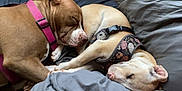 Willow is registered to the contest to win money with this photo: dog, sleeping, bed, collar, harness, brown_dog, light_dog, cozy, resting, indoors, pets, cute, animal, friendship, companion, grey_bed, snuggle, relaxation, peaceful, canine