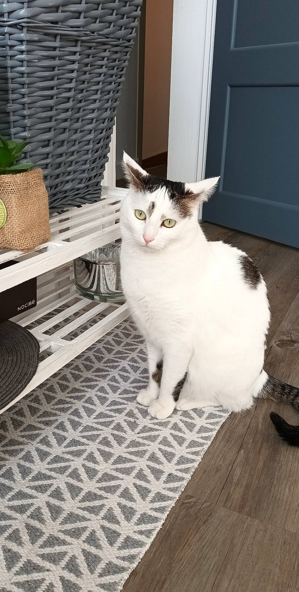 Peachou a rejoint le concours — aidez-le/la à gagner de superbes lots ! carnivore, cat, comfort, domestic_short_haired_cat, door, felidae, floor, flooring, flowerpot, fur, hardwood, outdoor_furniture, paw, plant, sitting, small_to_medium_sized_cats, snout, tail, whiskers, wood