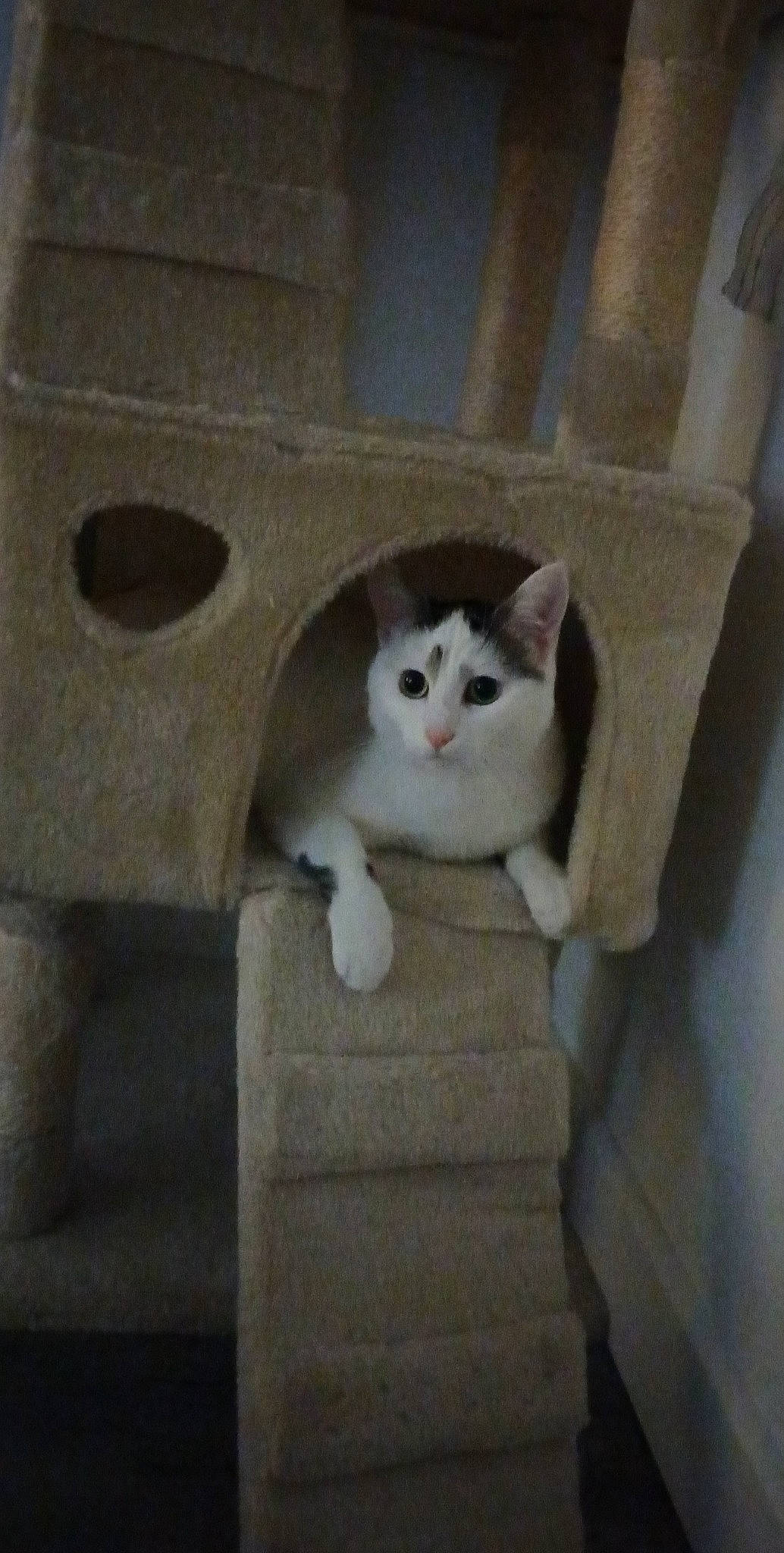 Peachou a rejoint le concours — aidez-le/la à gagner de superbes lots ! box, cardboard, carnivore, cat, cat_supply, comfort, domestic_short_haired_cat, fawn, felidae, fur, grey, hardwood, paw, pet_supply, small_to_medium_sized_cats, snout, tail, whiskers, window, wood