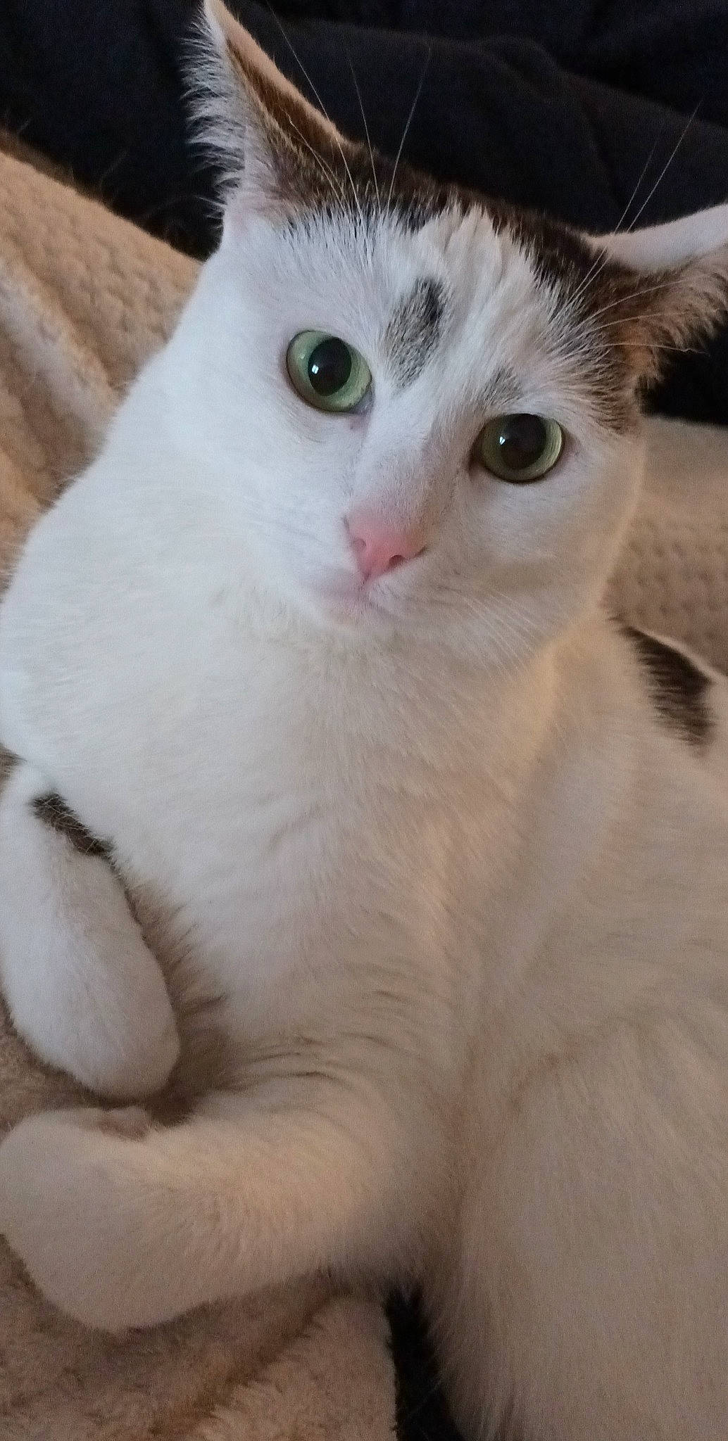 Peachou participe au concours pour gagner de l'argent avec cette photo : carnivore, cat, domestic_short_haired_cat, eyelash, felidae, fur, paw, small_to_medium_sized_cats, snout, terrestrial_animal, whiskers