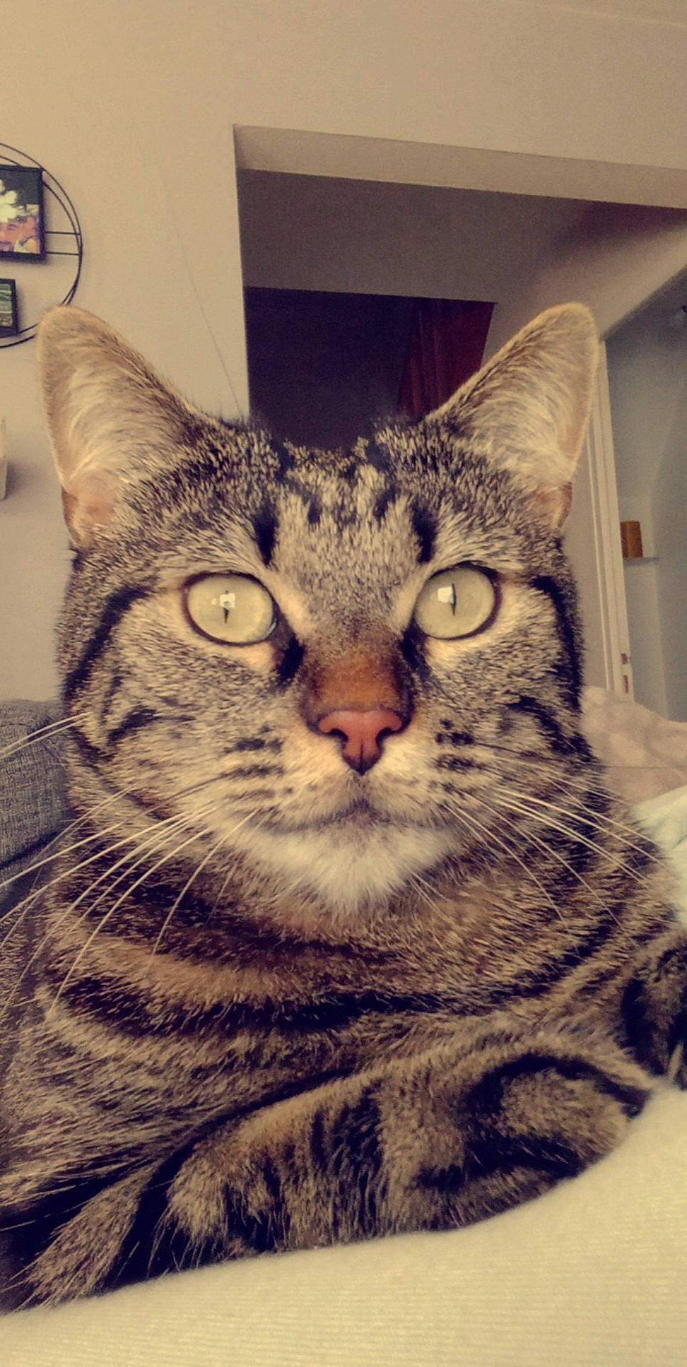 Pâté participe au concours pour gagner de l'argent avec cette photo : carnivore, cat, domestic_short_haired_cat, felidae, fur, mammal, pattern, paw, small_to_medium_sized_cats, snout, square, terrestrial_animal, whiskers