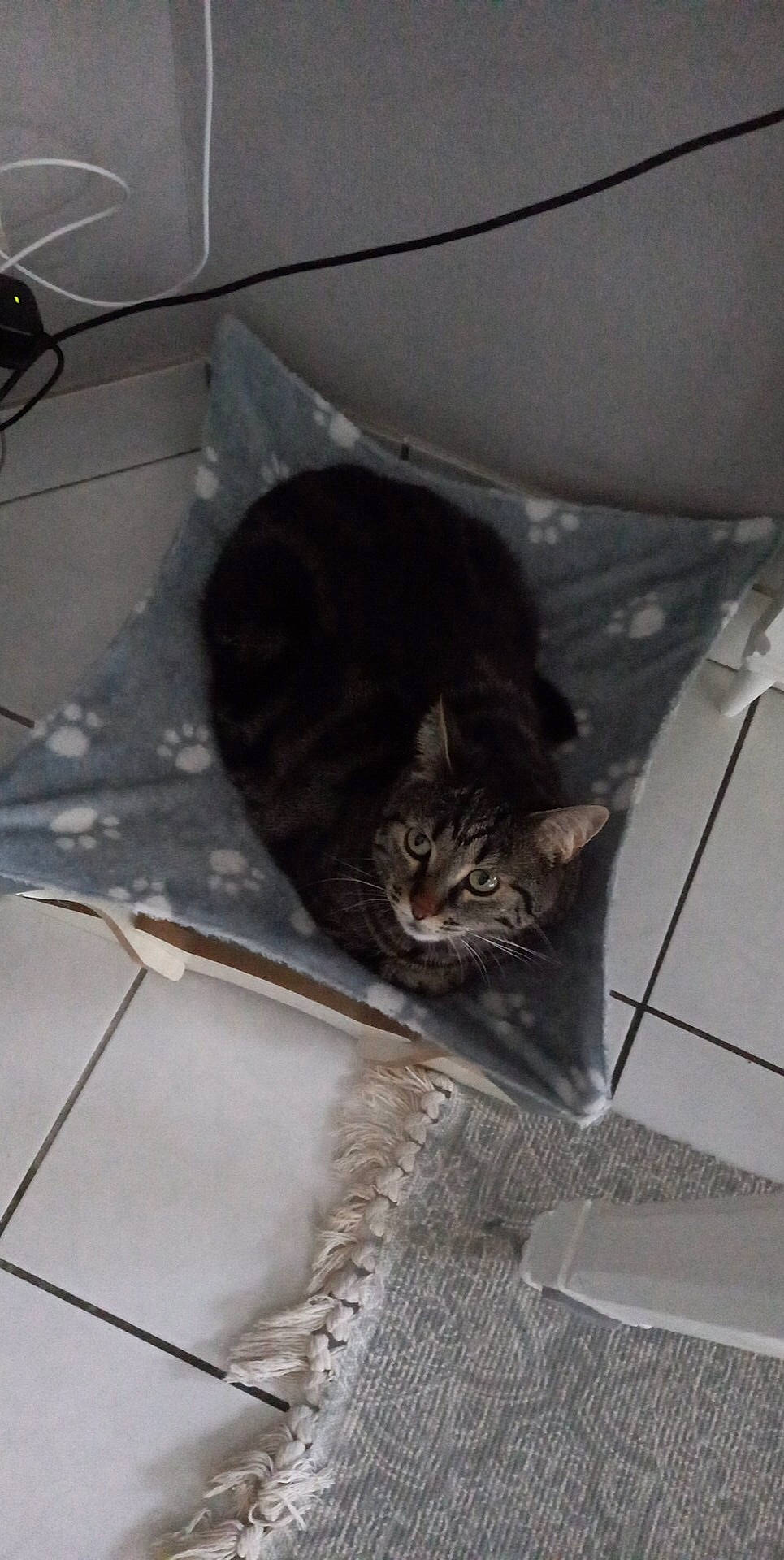 Pâté a rejoint le concours — aidez-le/la à gagner de superbes lots ! animal_shelter, automotive_exterior, box, cardboard, carnivore, cat, cat_supply, comfort, domestic_short_haired_cat, felidae, flooring, fur, pet_supply, room, small_to_medium_sized_cats, snout, tail, whiskers, wood