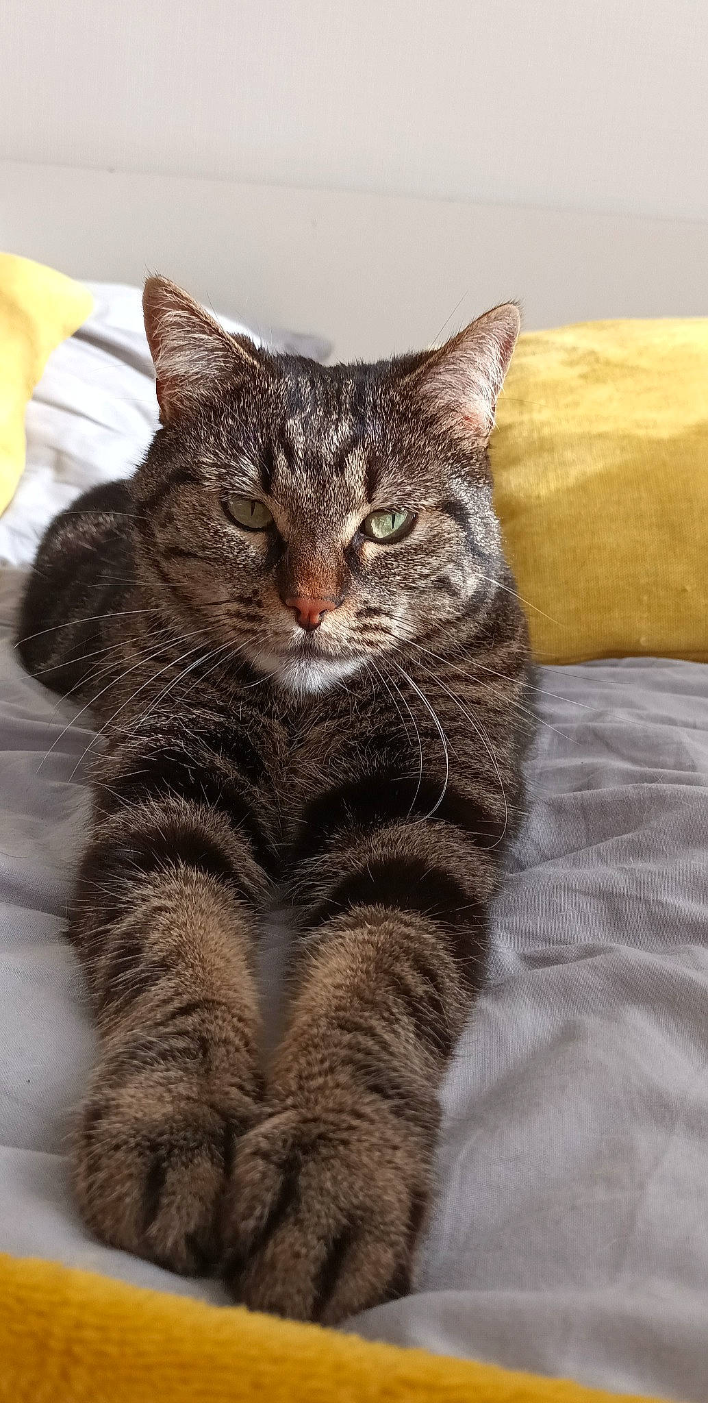 Pâté a rejoint le concours — aidez-le/la à gagner de superbes lots ! carnivore, cat, claw, comfort, domestic_short_haired_cat, felidae, fur, grey, paw, sitting, small_to_medium_sized_cats, tail, terrestrial_animal, whiskers, window