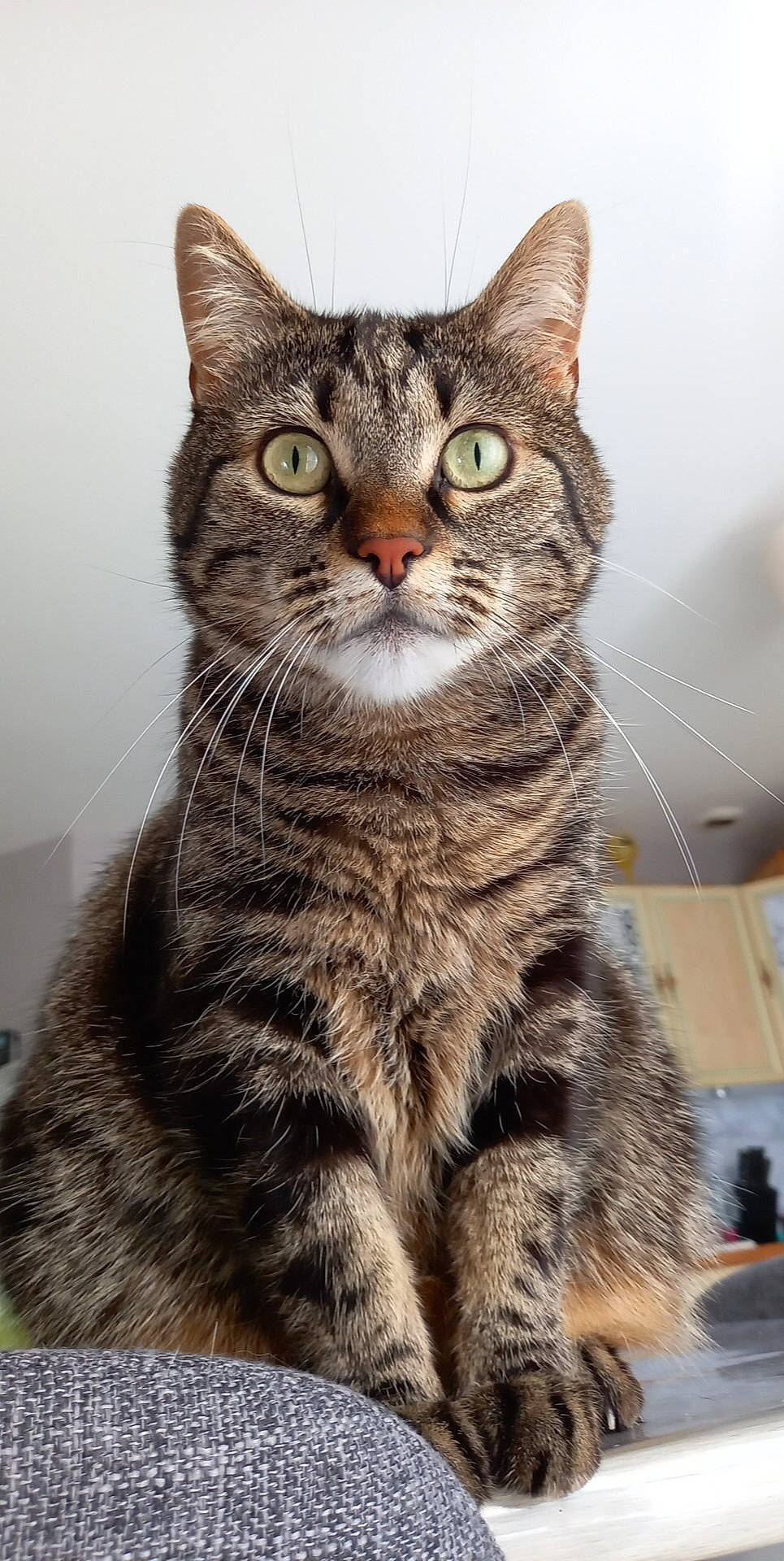 Pâté a rejoint le concours — aidez-le/la à gagner de superbes lots ! carnivore, cat, claw, domestic_short_haired_cat, felidae, fur, iris, paw, sitting, small_to_medium_sized_cats, snout, terrestrial_animal, whiskers