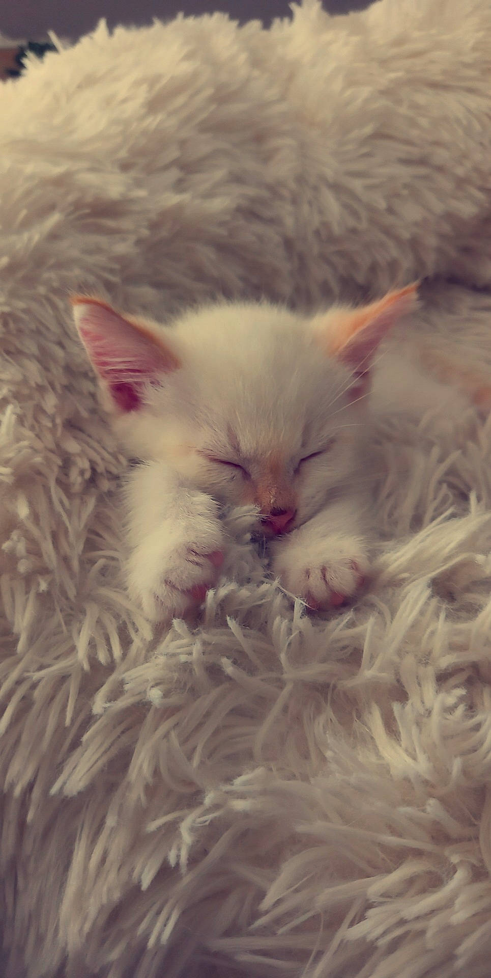 P'Tit Pote a rejoint le concours — aidez-le/la à gagner de superbes lots ! carnivore, cat, comfort, eye, fawn, felidae, fruit, fur, grass, natural_material, paw, ragdoll, small_to_medium_sized_cats, terrestrial_animal, vehicle_registration_plate, whiskers