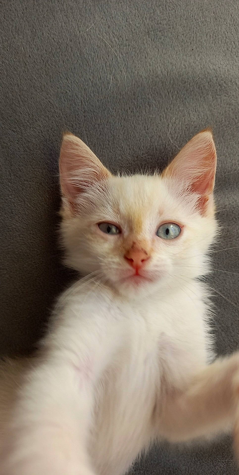 P'Tit Pote a rejoint le concours — aidez-le/la à gagner de superbes lots ! carnivore, cat, domestic_short_haired_cat, ear, fawn, felidae, fur, laperm, paw, small_to_medium_sized_cats, snout, tail, terrestrial_animal, whiskers