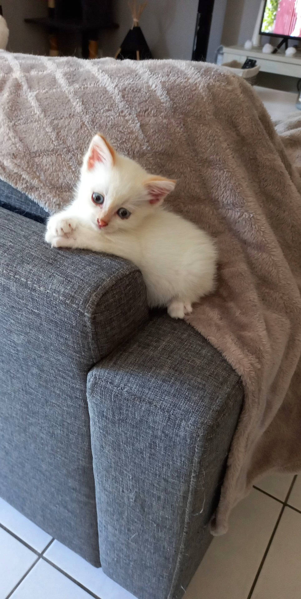 P'Tit Pote participe au concours pour gagner de l'argent avec cette photo : carnivore, cat, claw, comfort, couch, domestic_short_haired_cat, fawn, felidae, fur, iris, paw, sitting, small_to_medium_sized_cats, snout, tail, terrestrial_animal, whiskers, white, wood