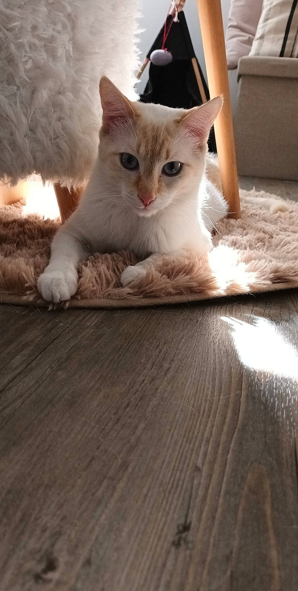 P'Tit Pote a rejoint le concours — aidez-le/la à gagner de superbes lots ! carnivore, cat, comfort, domestic_short_haired_cat, fawn, felidae, flooring, fur, hardwood, laminate_flooring, paw, small_to_medium_sized_cats, snout, tail, whiskers, window, wood, wood_flooring, wood_stain