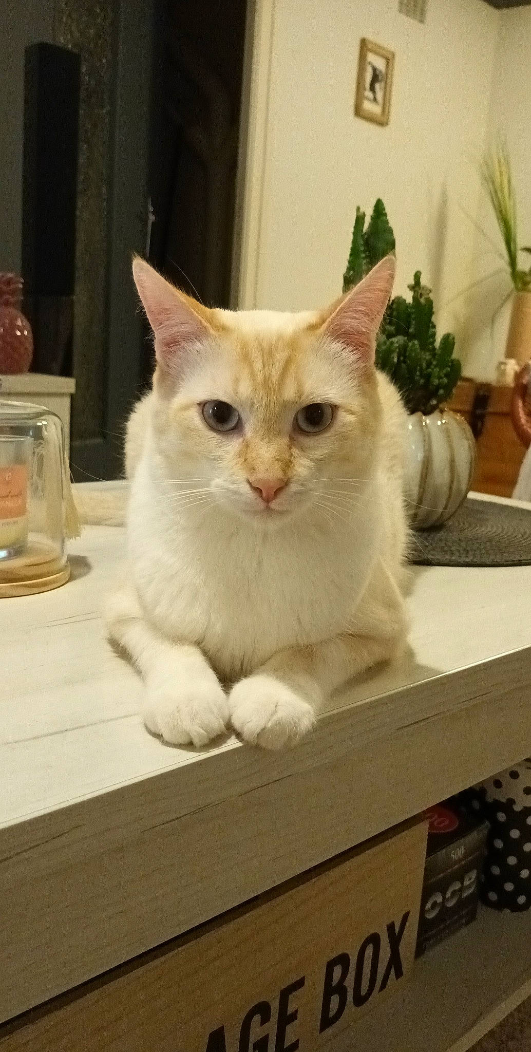 P'Tit Pote participe au concours pour gagner de l'argent avec cette photo : box, carnivore, cat, domestic_short_haired_cat, drawer, fawn, felidae, flowerpot, fur, hardwood, houseplant, paw, plant, rectangle, small_to_medium_sized_cats, snout, tableware, tail, whiskers, wood