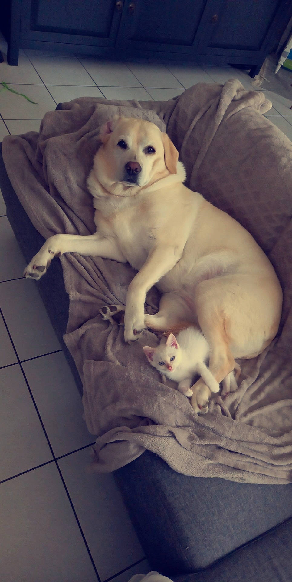 Oria a rejoint le concours — aidez-le/la à gagner de superbes lots ! canidae, carnivore, comfort, companion_dog, dog, dog_breed, fawn, felidae, flooring, fur, mammal, paw, puppy_love, retriever, sitting, snout, sporting_group, tail, whiskers, working_animal