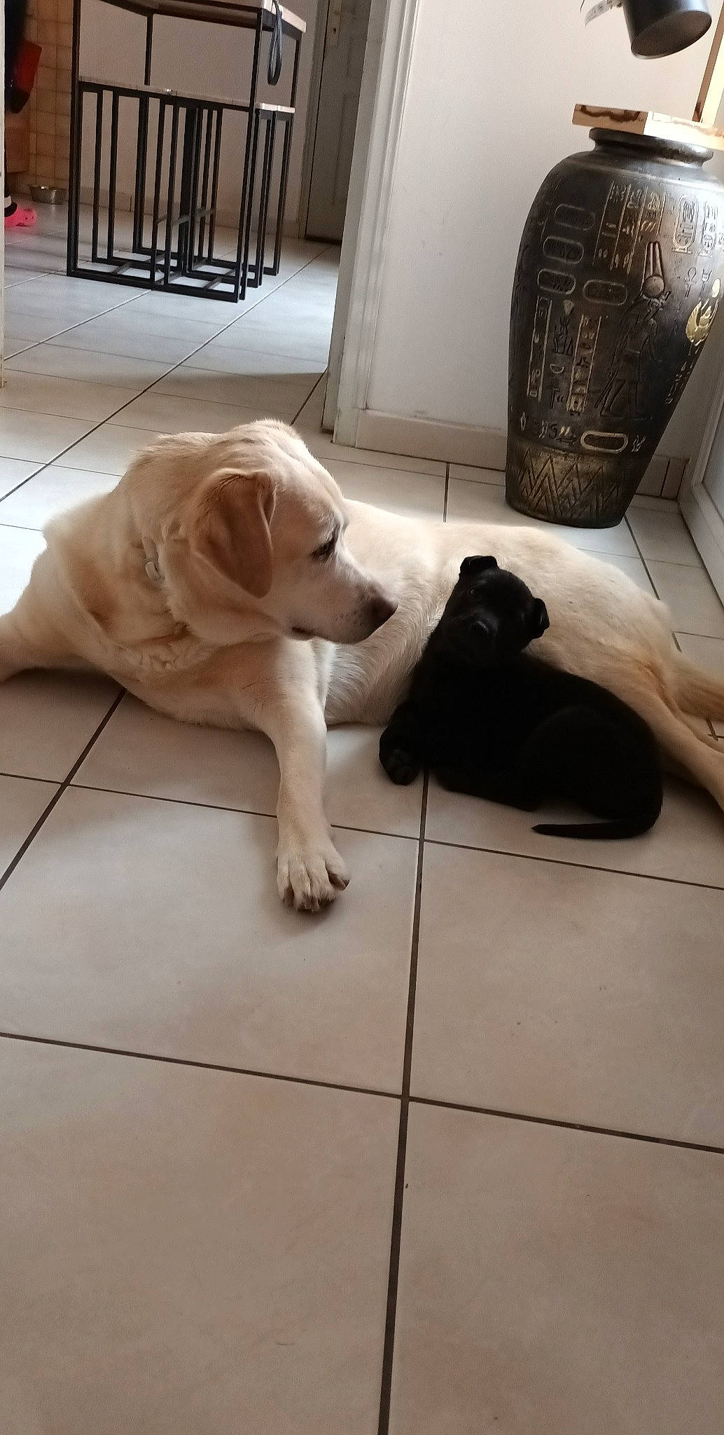 Oria participe au concours pour gagner de l'argent avec cette photo : carnivore, comfort, companion_dog, dog, dog_breed, dog_supply, floor, flooring, fur, gun_dog, hardwood, paw, pet_supply, retriever, room, snout, tail, wood, wood_flooring, working_animal