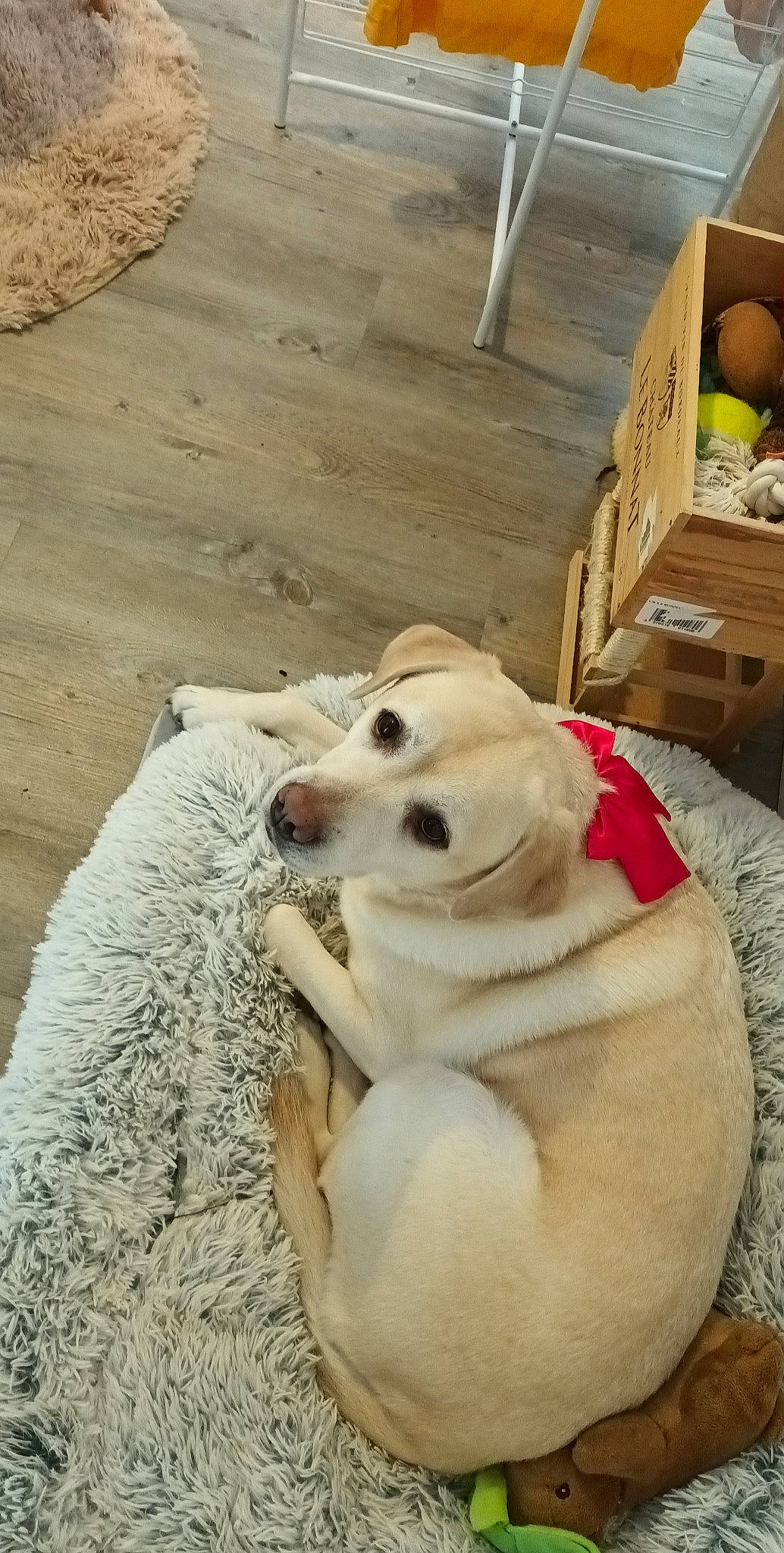 Oria a rejoint le concours — aidez-le/la à gagner de superbes lots ! box, canidae, carnivore, chair, collar, companion_dog, dog, dog_breed, dog_collar, fawn, flooring, hardwood, non_sporting_group, paw, pet_supply, shipping_box, snout, sporting_group, wood, working_animal