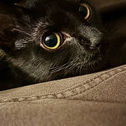 Luna is registered to the contest to win money with this photo: cat, black_cat, close_up, big_eyes, yellow_eyes, whiskers, fur, pet, portrait, macro, nose, muzzle, curious, cozy, indoor, low_light, fabric, couch, texture, soft