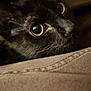 cat, black_cat, close_up, big_eyes, yellow_eyes, whiskers, fur, pet, portrait, macro, nose, muzzle, curious, cozy, indoor, low_light, fabric, couch, texture, soft