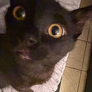 Luna is registered to the contest to win money with this photo: black_cat, blur, cat, close_up, eyes, fabric, face, fur, grainy, indoor, low_light, nose, paw, pet, portrait, surprised, tile_floor, towel, whiskers, wide_eyes