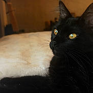 Luna joined the competition — help win amazing prizes! cat, black_cat, pet, feline, yellow_eyes, whiskers, close_up, portrait, indoors, bed, fur, relaxed, looking_up, ears, cozy, soft_texture, sleepy, domestic, blurred_background, golden_eyes