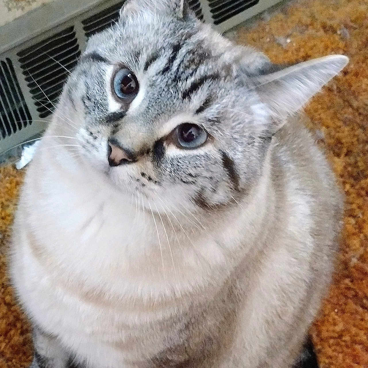 Loki joined the competition — help win amazing prizes! animal, carpet, cat, closeup, curious, cute, domestic, ears, eyes, feline, fluffy, fur, heater, indoor, pet, portrait, sitting, striped, vent, whiskers
