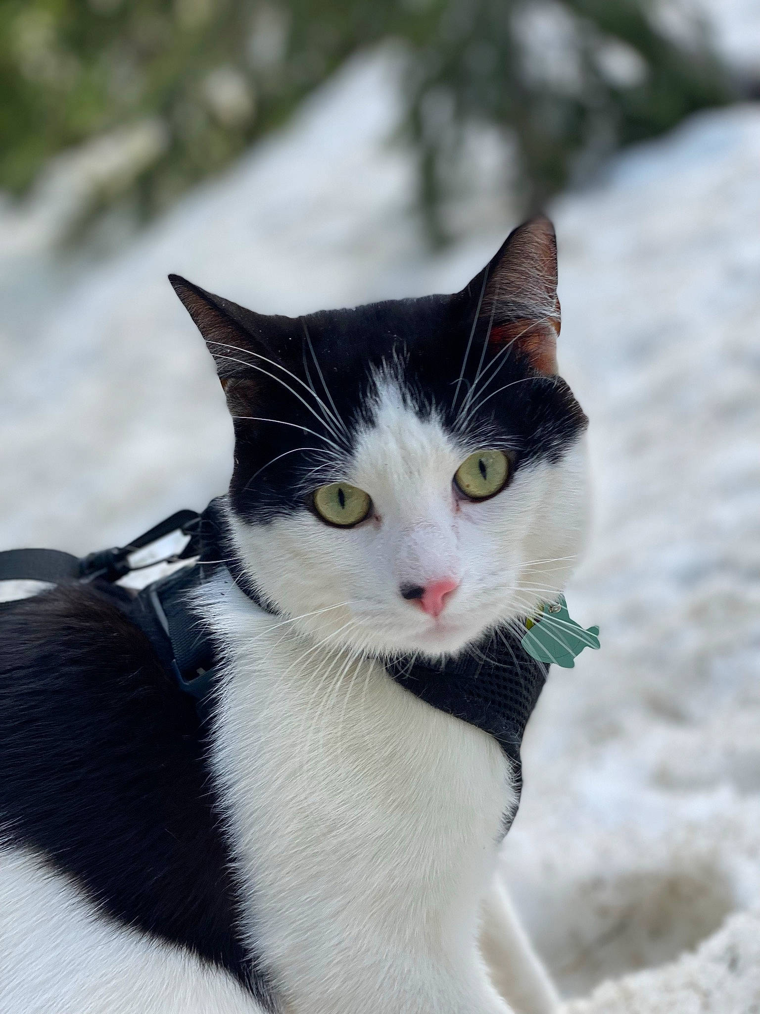 Bishop joined the competition — help win amazing prizes! carnivore, cat, collar, domestic_short_haired_cat, eye, felidae, freezing, fur, grass, monochrome_photography, paw, plant, small_to_medium_sized_cats, snout, snow, tail, terrestrial_animal, tree, whiskers, winter