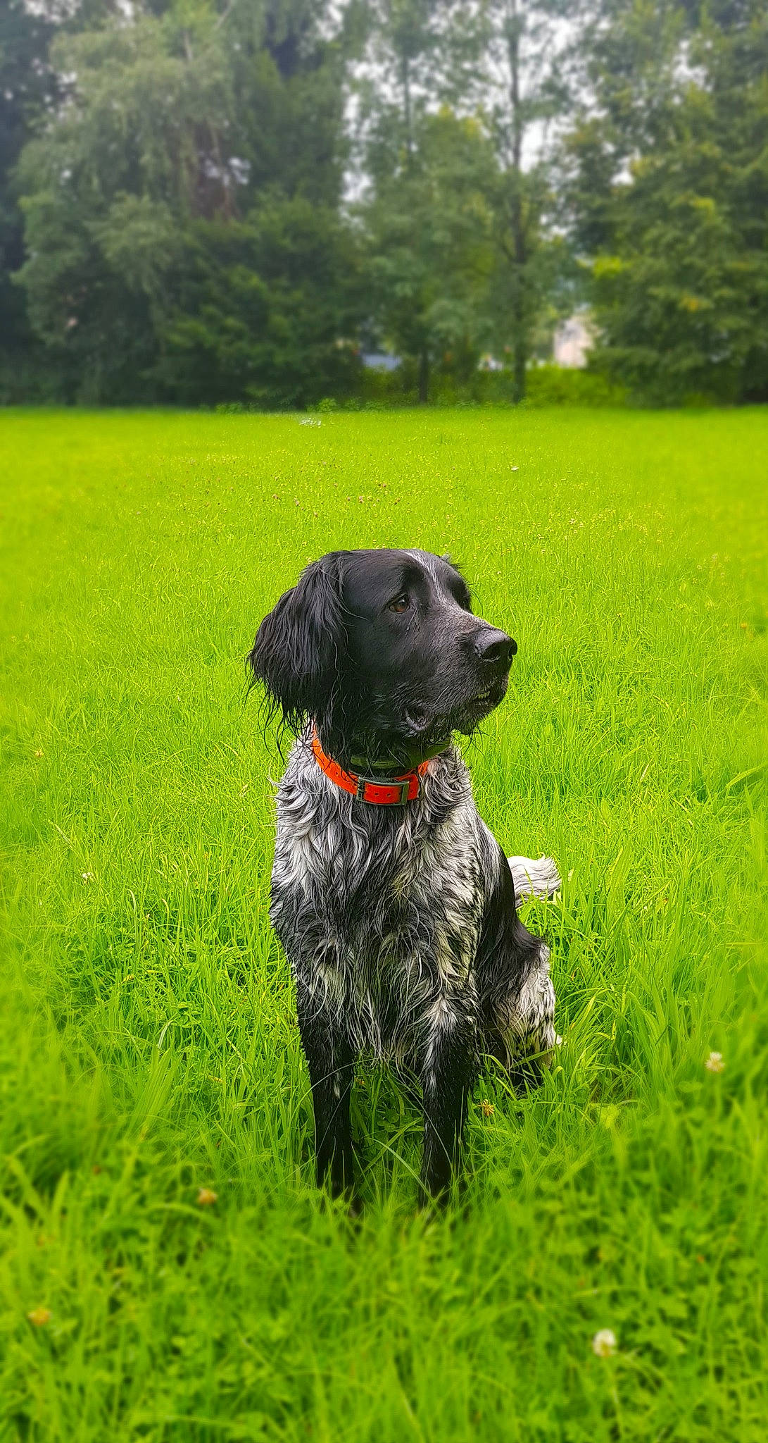 Oslo participe au concours pour gagner de l'argent avec cette photo : carnivore, collar, companion_dog, dog, dog_breed, dog_collar, grass, grassland, green, groundcover, gun_dog, meadow, pasture, plant, pointing_breed, snout, sporting_group, tree, water_dog, working_animal