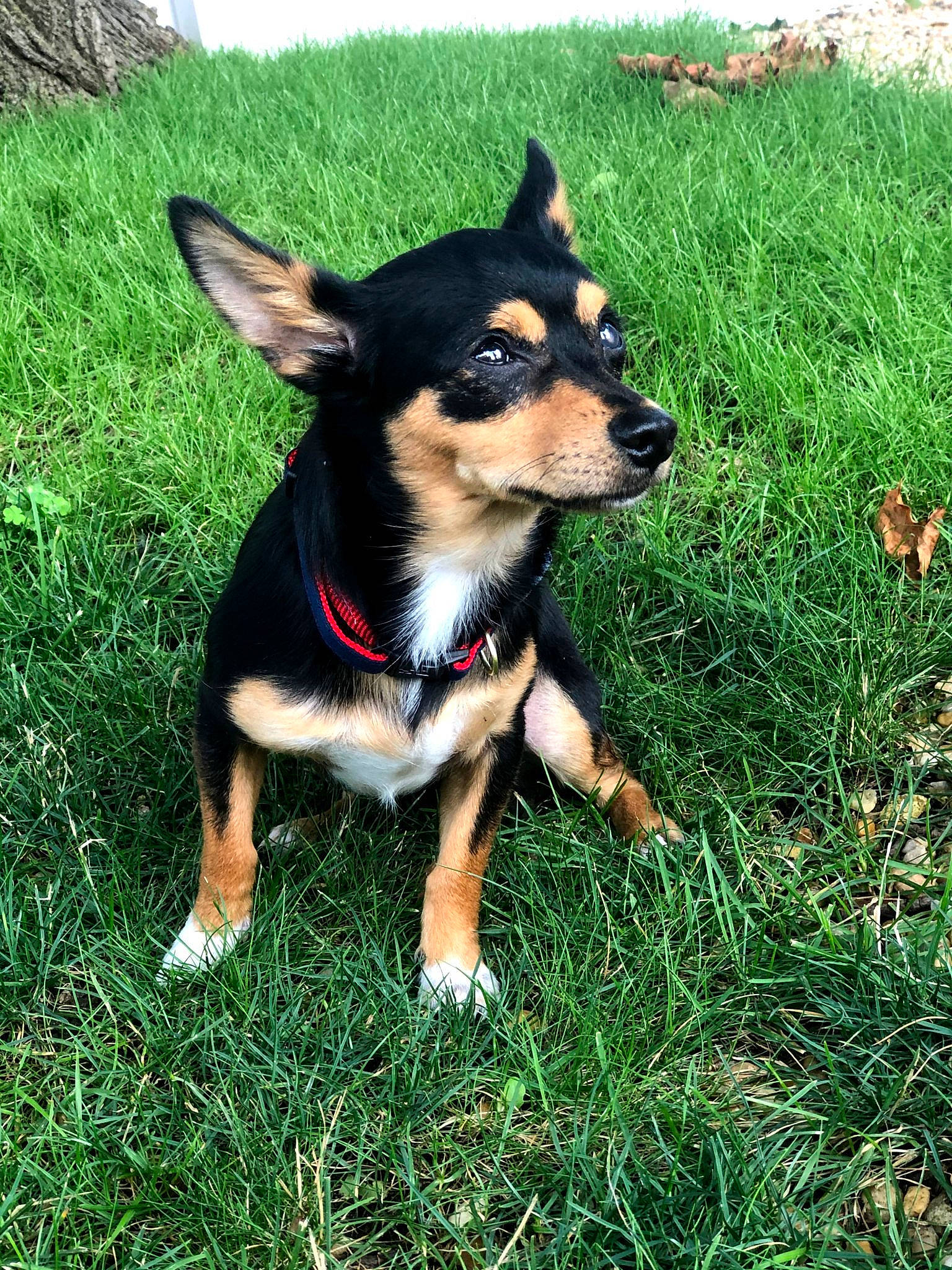 Jett is registered to the contest to win money with this photo: canidae, carnivore, companion_dog, dog, dog_breed, dog_supply, fawn, fur, grass, guard_dog, herding_dog, pinscher, plant, puppy, snout, sporting_group, toy, toy_dog, working_animal, working_dog