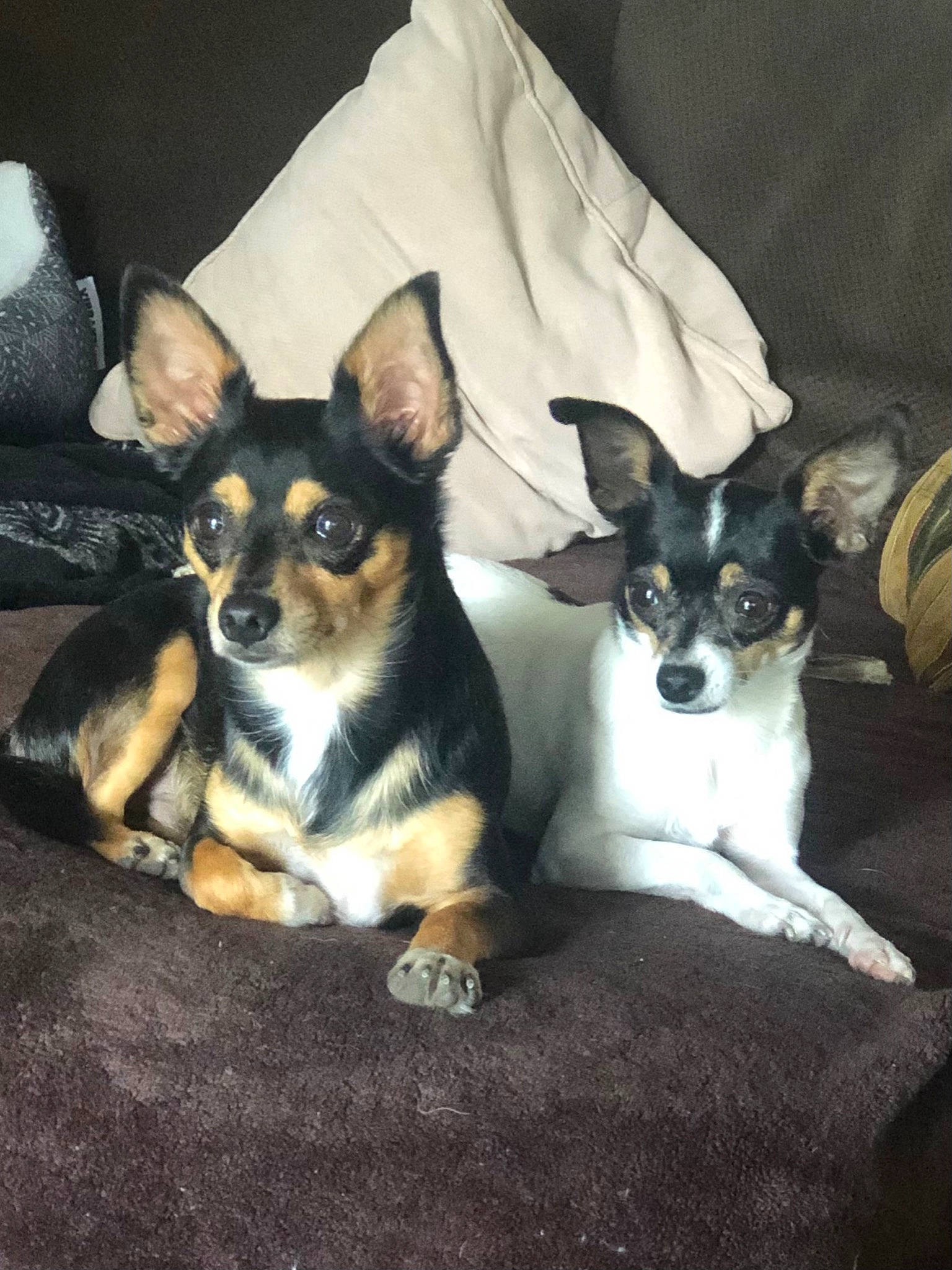 Jett joined the competition — help win amazing prizes! bored, canidae, carnivore, chihuahua, comfort, companion_dog, dog, dog_breed, fawn, paw, puppy, russkiy_toy, small_terrier, snout, sporting_group, terrier, toy_dog, vertebrate, whiskers, working_animal
