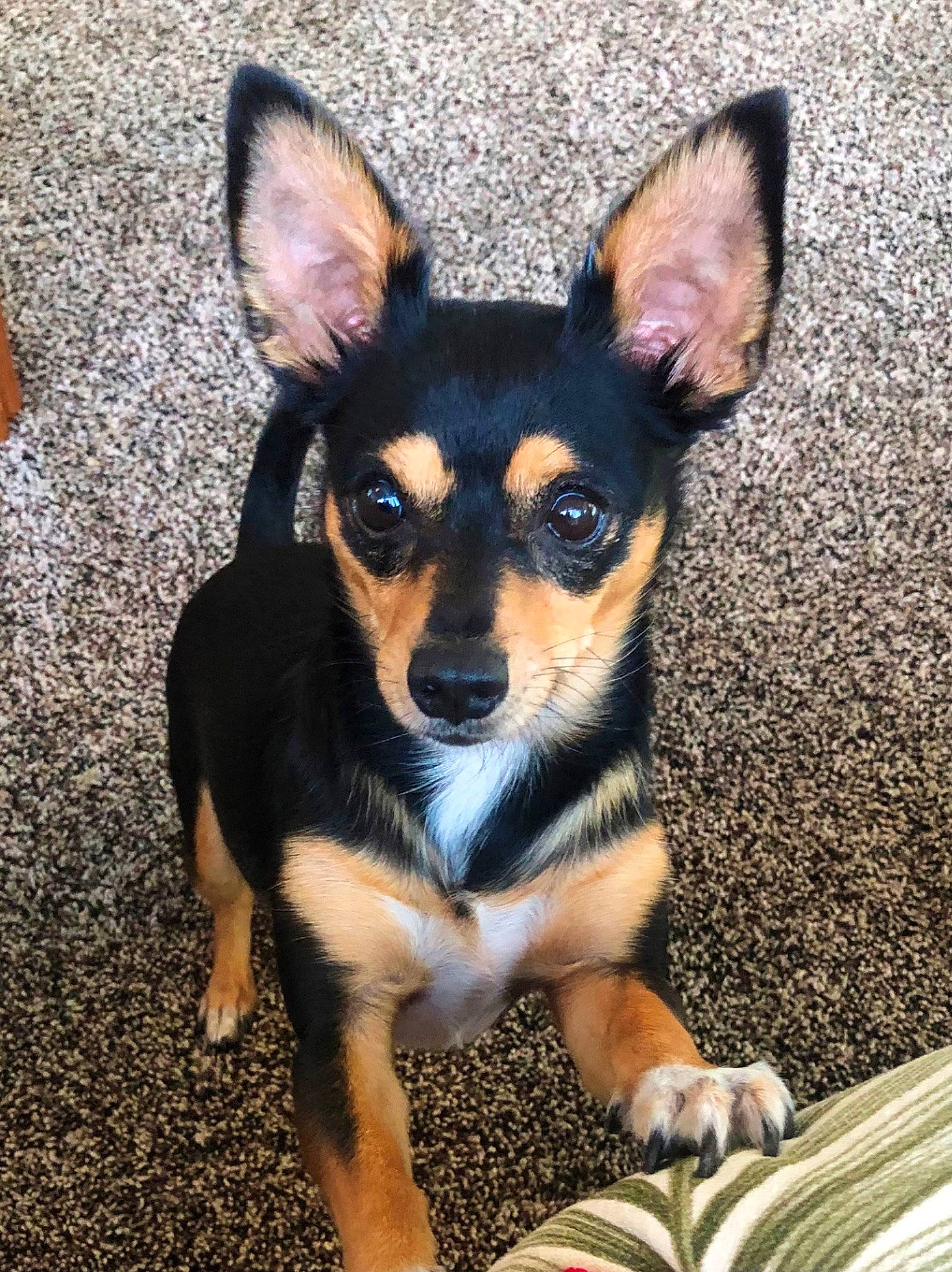 Jett is registered to the contest to win money with this photo: canidae, carnivore, companion_dog, dog, dog_breed, ear, fawn, fur, head, paw, puppy, sharing, snout, sporting_group, terrestrial_animal, toy_dog, whiskers, working_animal, working_dog