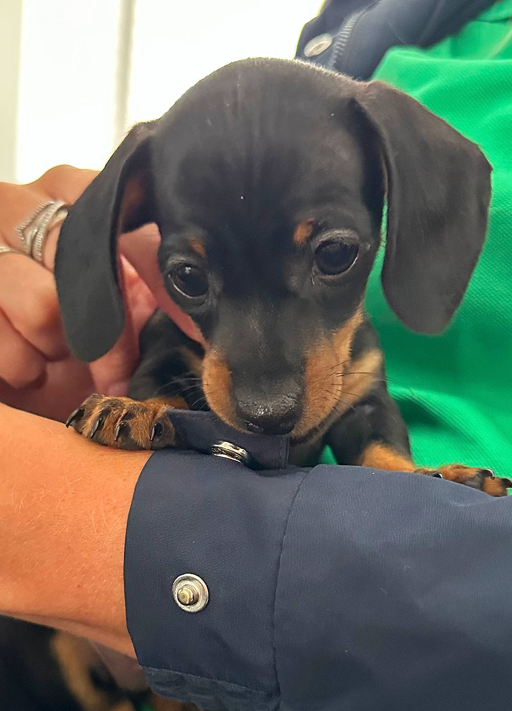 Arlo joined the competition — help win amazing prizes! canidae, carnivore, collar, companion_dog, dog, dog_breed, dog_collar, fawn, guard_dog, hound, hunting_dog, puppy, snout, sporting_group, toy_dog, whiskers, working_animal, working_dog, wrist