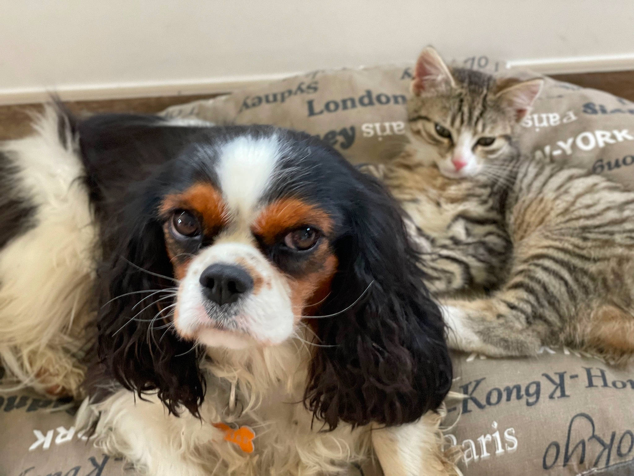 Patou a rejoint le concours — aidez-le/la à gagner de superbes lots ! canidae, carnivore, cat, cavalier_king_charles_spaniel, companion_dog, dog, dog_breed, domestic_short_haired_cat, fawn, felidae, fur, king_charles_spaniel, liver, small_to_medium_sized_cats, snout, spaniel, sporting_group, toy_dog, whiskers, working_animal