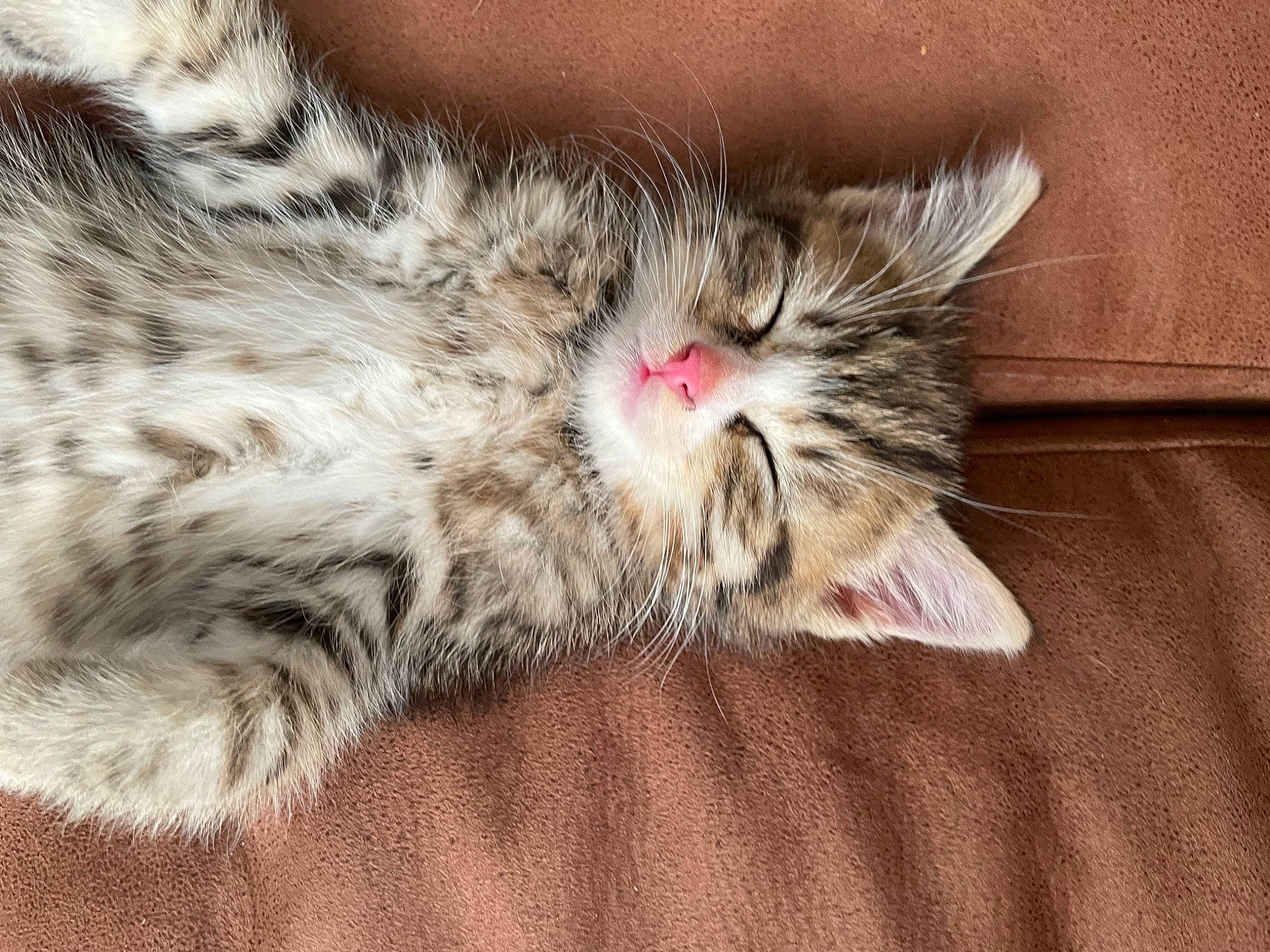 Patou participe au concours pour gagner de l'argent avec cette photo : carnivore, cat, claw, domestic_short_haired_cat, eye, felidae, fur, paw, sleep, small_to_medium_sized_cats, snout, terrestrial_animal, whiskers