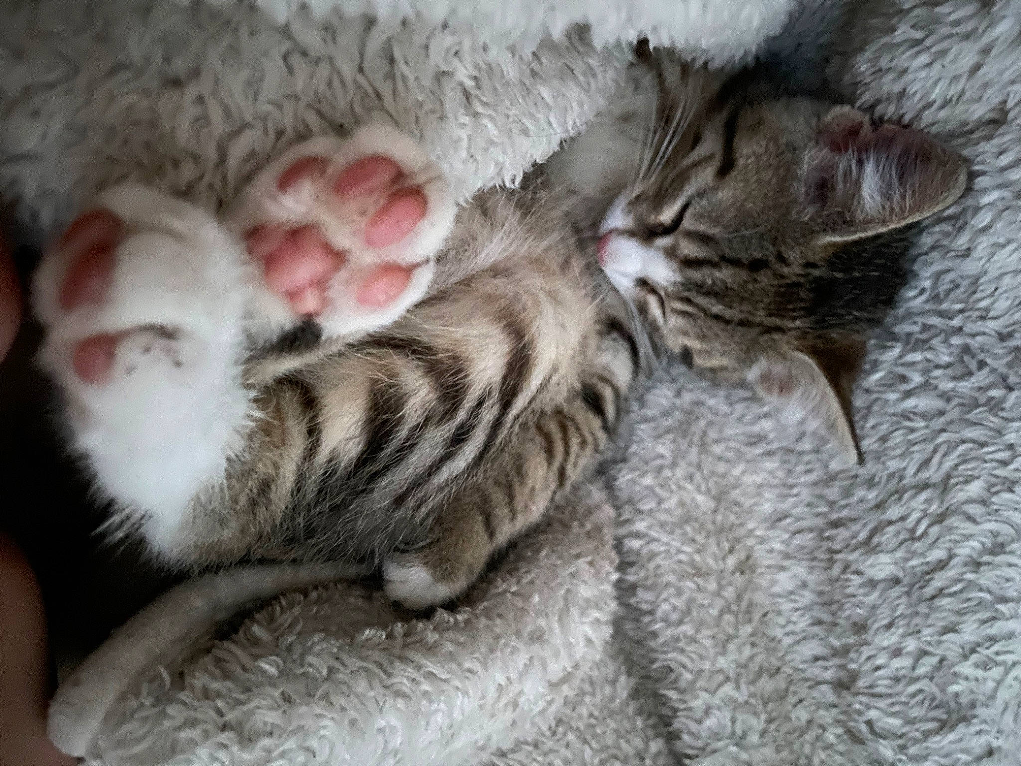 Patou a rejoint le concours — aidez-le/la à gagner de superbes lots ! carnivore, cat, cat_bed, claw, comfort, couch, domestic_short_haired_cat, fawn, felidae, fur, grey, nap, paw, sleep, small_to_medium_sized_cats, snout, tail, whiskers