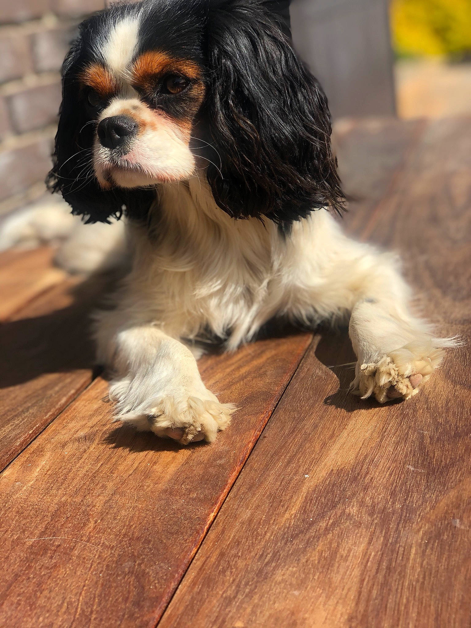 Pizza a rejoint le concours — aidez-le/la à gagner de superbes lots ! canidae, carnivore, cavalier_king_charles_spaniel, companion_dog, dog, dog_breed, flooring, hardwood, king_charles_spaniel, laminate_flooring, liver, plank, snout, spaniel, sporting_group, terrestrial_animal, toy_dog, varnish, wood, wood_stain