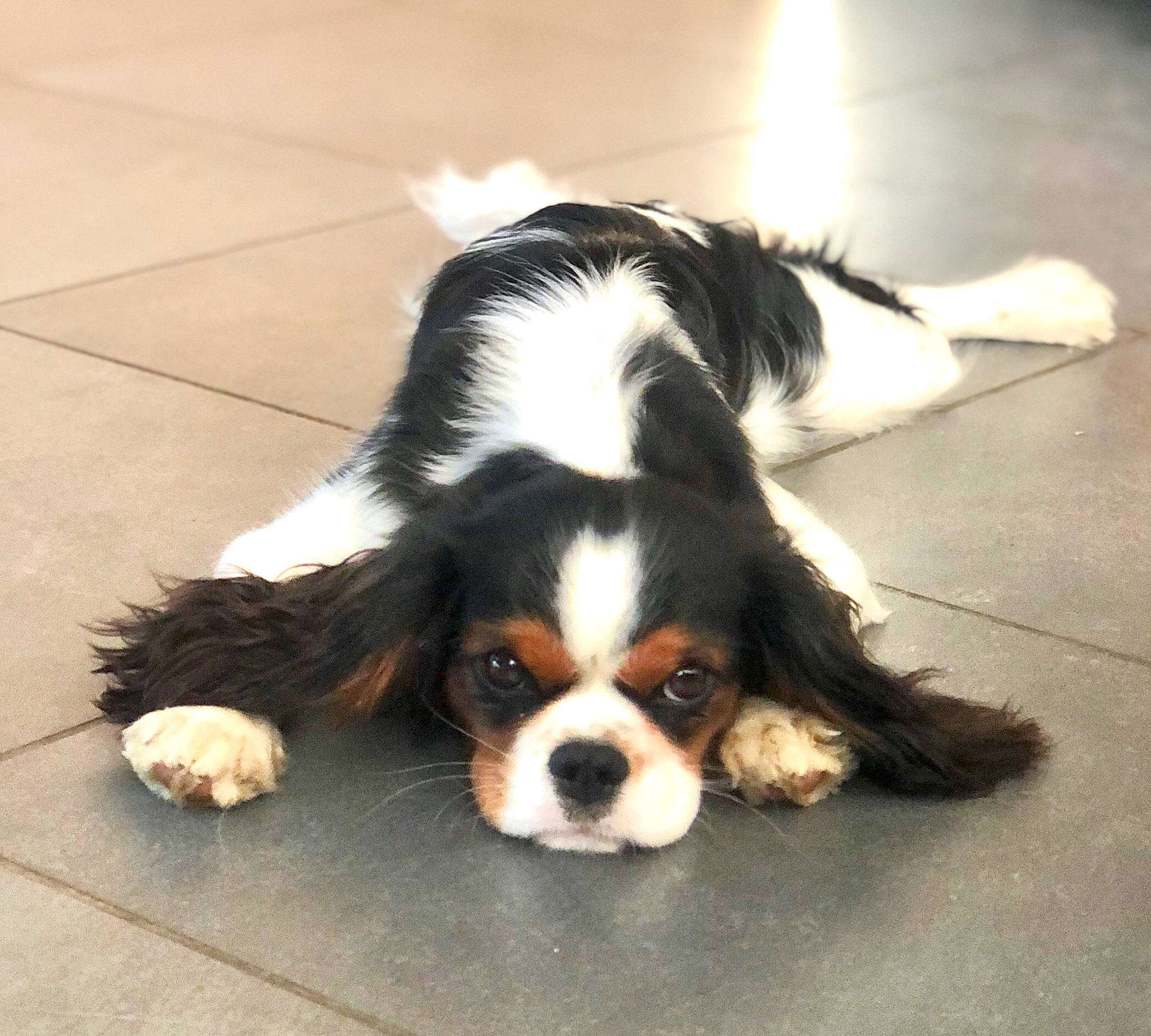 Pizza a rejoint le concours — aidez-le/la à gagner de superbes lots ! bored, canidae, carnivore, cavalier_king_charles_spaniel, companion_dog, dog, dog_breed, flooring, fur, king_charles_spaniel, liver, snout, spaniel, sporting_group, tail, terrestrial_animal, toy_dog, whiskers, working_animal, working_dog