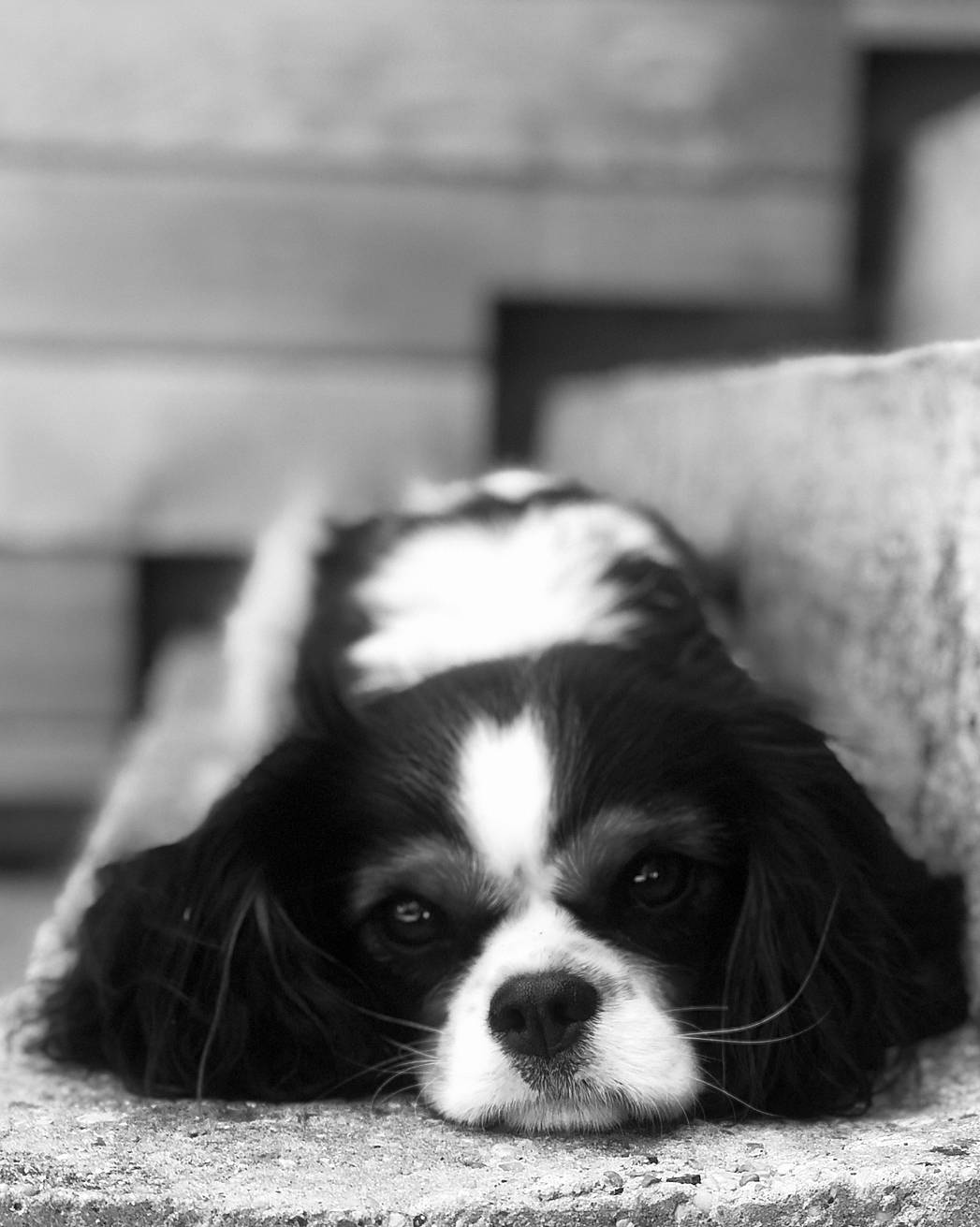 Pizza participe au concours pour gagner de l'argent avec cette photo : black_and_white, bored, carnivore, companion_dog, dog, dog_breed, flooring, fur, grey, king_charles_spaniel, liver, monochrome, monochrome_photography, snout, spaniel, style, terrestrial_animal, toy_dog, whiskers, working_animal