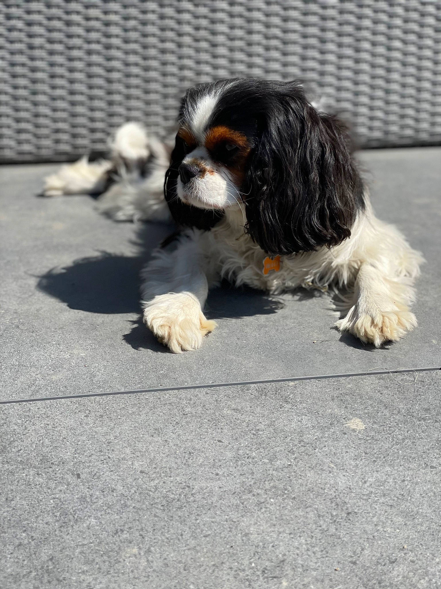 Pizza participe au concours pour gagner de l'argent avec cette photo : asphalt, canidae, carnivore, cavalier_king_charles_spaniel, companion_dog, dog, dog_breed, fur, king_charles_spaniel, mesh, paw, puppy, road_surface, snout, spaniel, sporting_group, tail, terrestrial_animal, toy_dog, working_dog