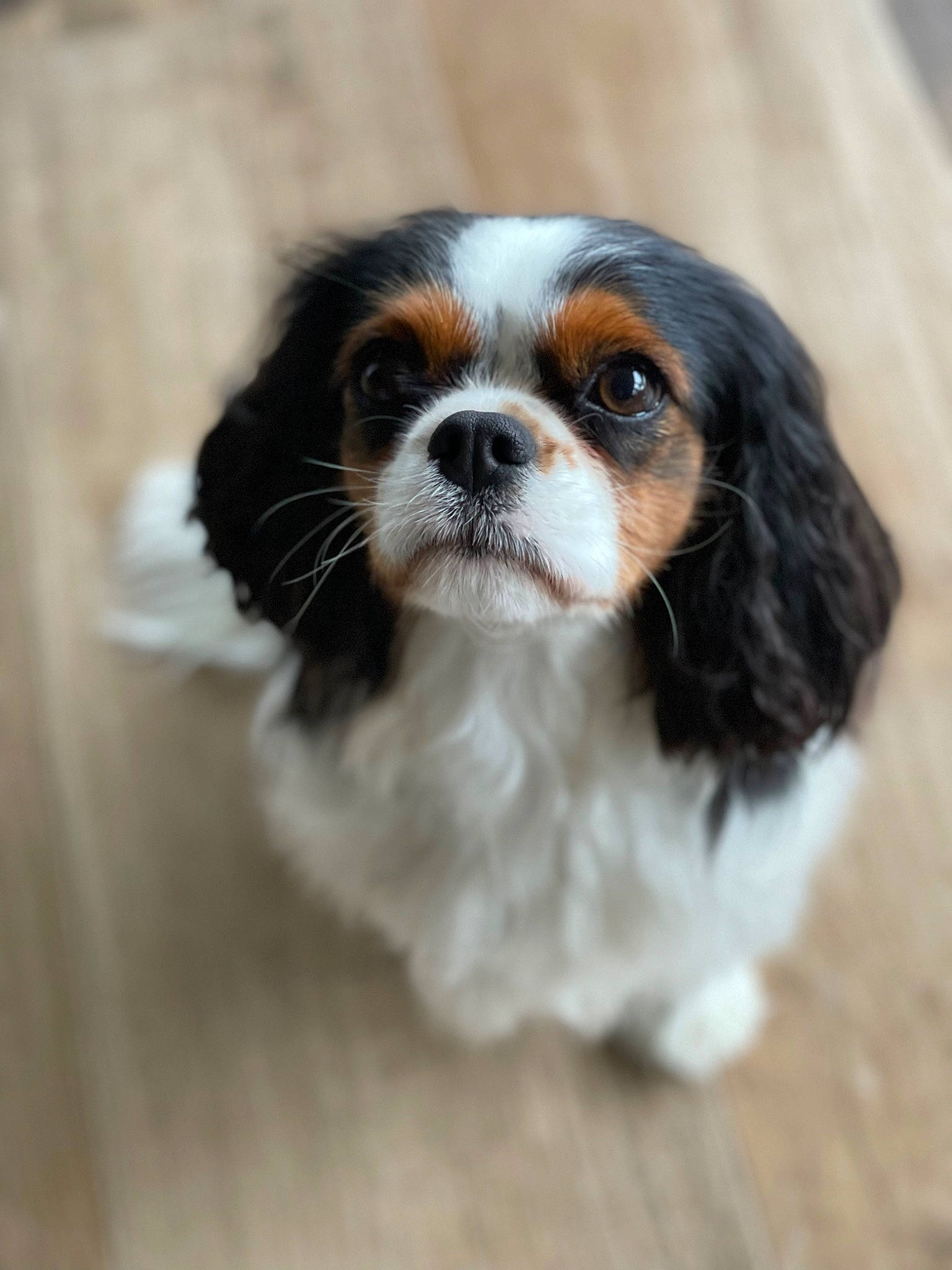 Pizza participe au concours pour gagner de l'argent avec cette photo : canidae, carnivore, cavalier_king_charles_spaniel, companion_dog, dog, dog_breed, fawn, fur, king_charles_spaniel, liver, non_sporting_group, spaniel, sporting_group, terrestrial_animal, toy_dog, whiskers, wood, working_animal
