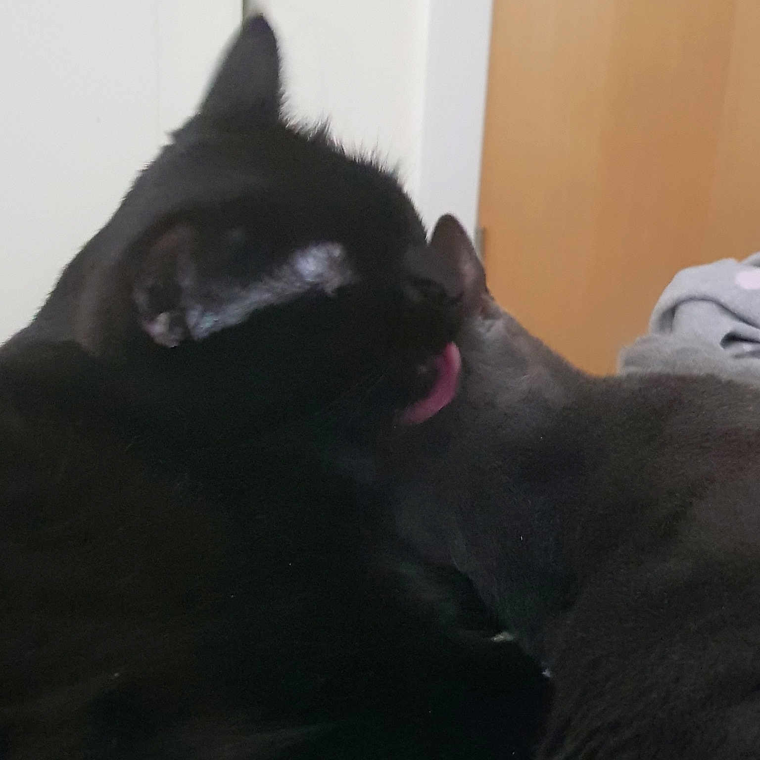 Lily is registered to the contest to win money with this photo: black, black_cat, black_hair, carnivore, cat, ear, felidae, fur, kitten, polydactyl_cat, small_to_medium_sized_cats, snout, tail, whiskers
