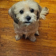 Honeybooboo is registered to the contest to win money with this photo: adorable, animal, brown, companion, cute, dog, domestic, expression, eyes, fluffy, friendly, fur, indoor, looking_up, pet, sitting, small_dog, tail, waiting, wooden_floor