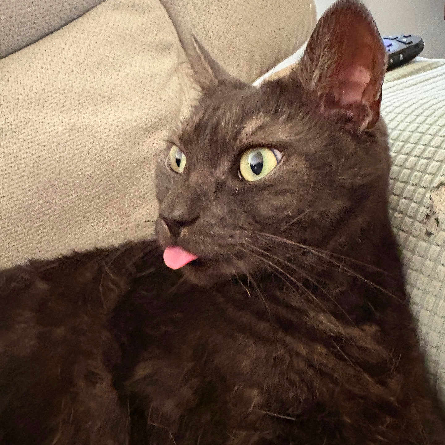 Toby is registered to the contest to win money with this photo: animal, beige, cat, close_up, couch, curious, cute, domestic, ears, fur, furniture, green_eyes, indoor, mammal, pet, portrait, relaxed, texture, tongue_out, whiskers