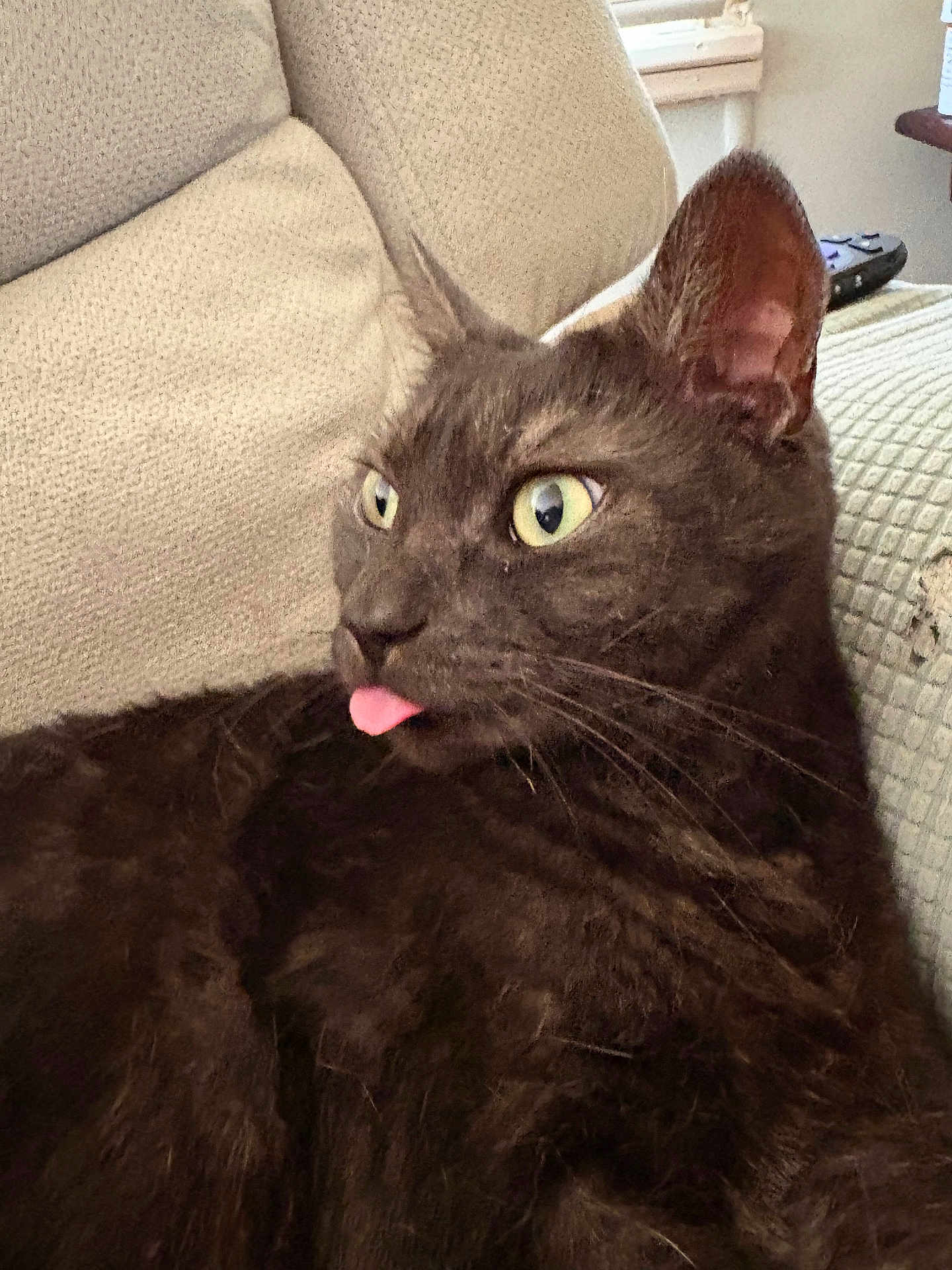 Toby is registered to the contest to win money with this photo: cat, tongue_out, pet, indoor, furniture, couch, beige, curious, whiskers, green_eyes, fur, close_up, relaxed, ears, texture, animal, mammal, domestic, cute, portrait