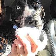 T.j. joined the competition — help win amazing prizes! animal, black_and_white, car_interior, close_up, cup, dog, face, glare, hand, heterochromia, nails, nose, person_partial, pet, portrait, seat, seat_leather, sunlight, whiskers, window