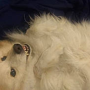 Thor is registered to the contest to win money with this photo: dog, white, fluffy, smiling, teeth, lying_down, pet, canine, fur, playful, relaxed, close_up, cute, animal, domestic_animal, face, head, indoor, friendly, companion
