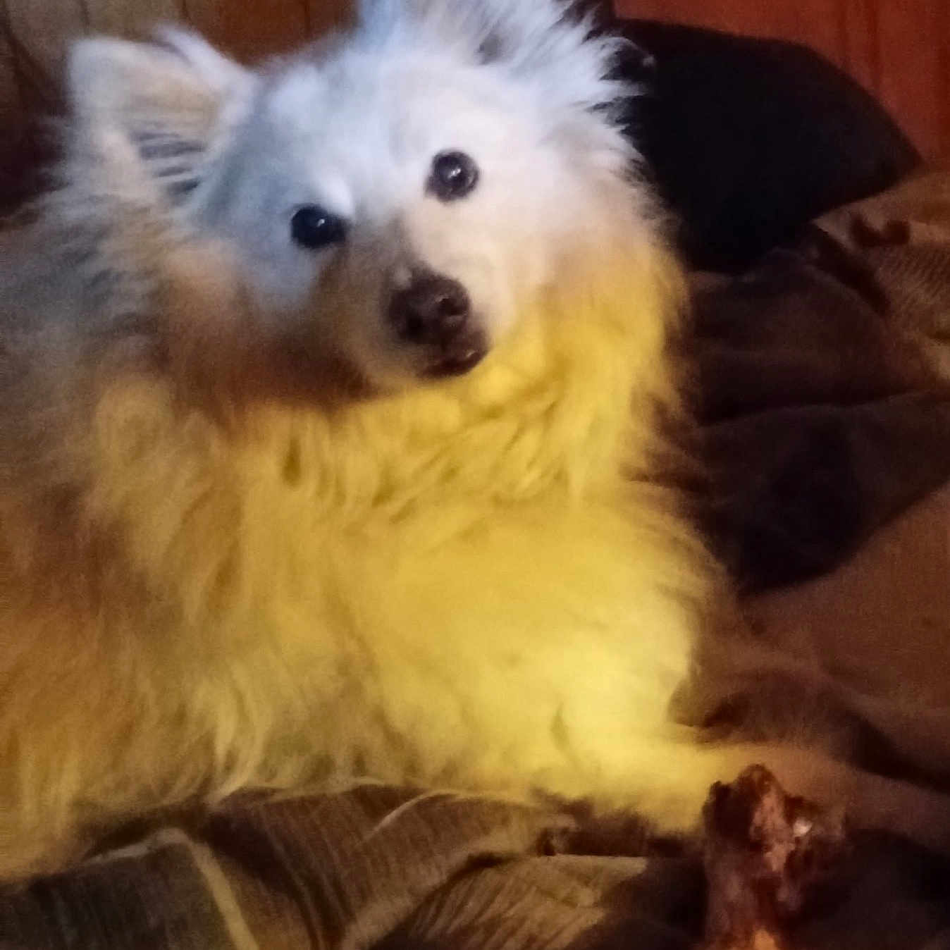 Thor joined the competition — help win amazing prizes! animal, blanket, bone, chewed_bone, companion, cozy, curious, cute, dog, domestic, fluffy, fur, house, indoor, laying_down, pet, portrait, relaxed, white, wood_paneling