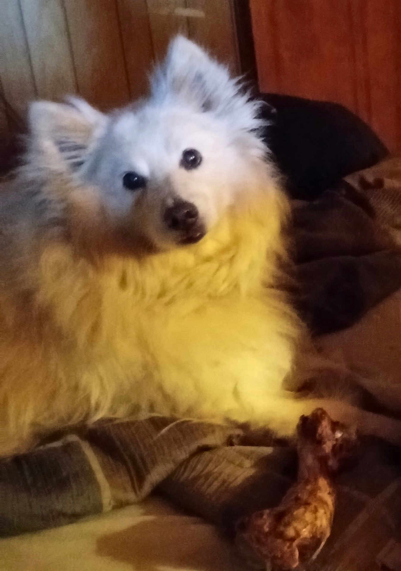 Thor joined the competition — help win amazing prizes! dog, fluffy, white, pet, bone, blanket, indoor, wood_paneling, curious, laying_down, cozy, fur, animal, companion, cute, relaxed, chewed_bone, domestic, house, portrait