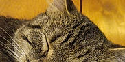 Latena joined the competition — help win amazing prizes! animal, cat, close_up, cozy, cute, denim, domestic_animal, fabric, face_closeup, fur, indoor, mammal, peaceful, pet, relaxed, resting, sleeping, tabby, whiskers, wooden_background