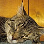 animal, cat, close_up, cozy, cute, denim, domestic_animal, fabric, face_closeup, fur, indoor, mammal, peaceful, pet, relaxed, resting, sleeping, tabby, whiskers, wooden_background
