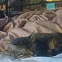 animal, bed, blanket, cat, comfort, cozy, domestic_animal, feline, fur, fur_pattern, home, indoor, nap, pet, quiet, relaxed, resting, sleeping, soft, warm